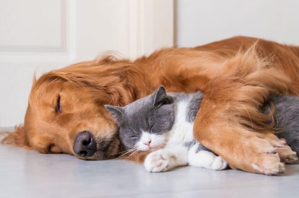 kosten tierversicherung beitrag hund und katze