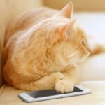 hansemerkur katzenversicherung