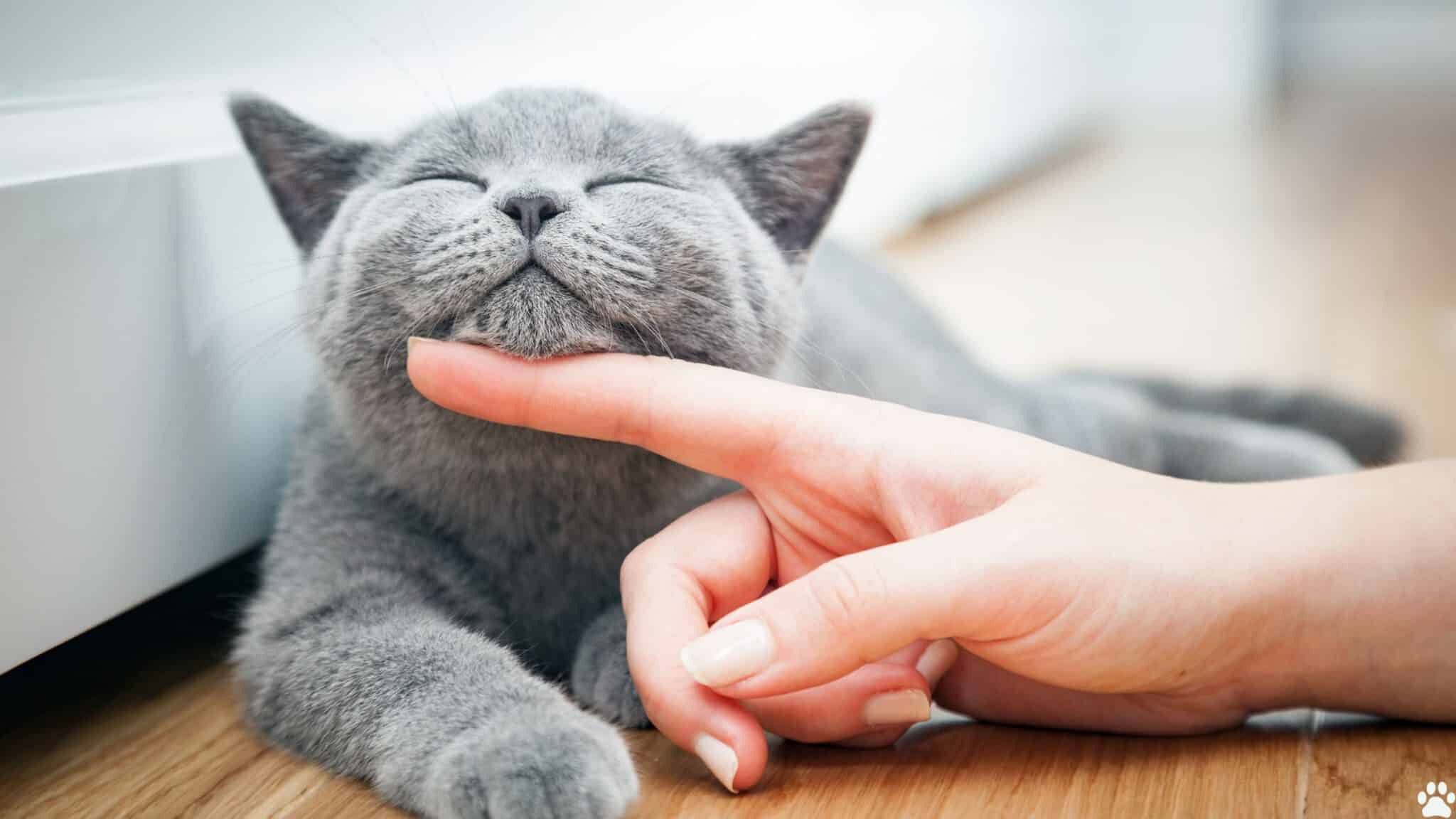 hansemerkur katzenversicherung