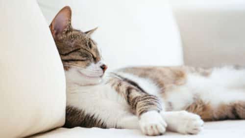 HanseMerkur Katzen-OP Versicherung Beitrag berechnen