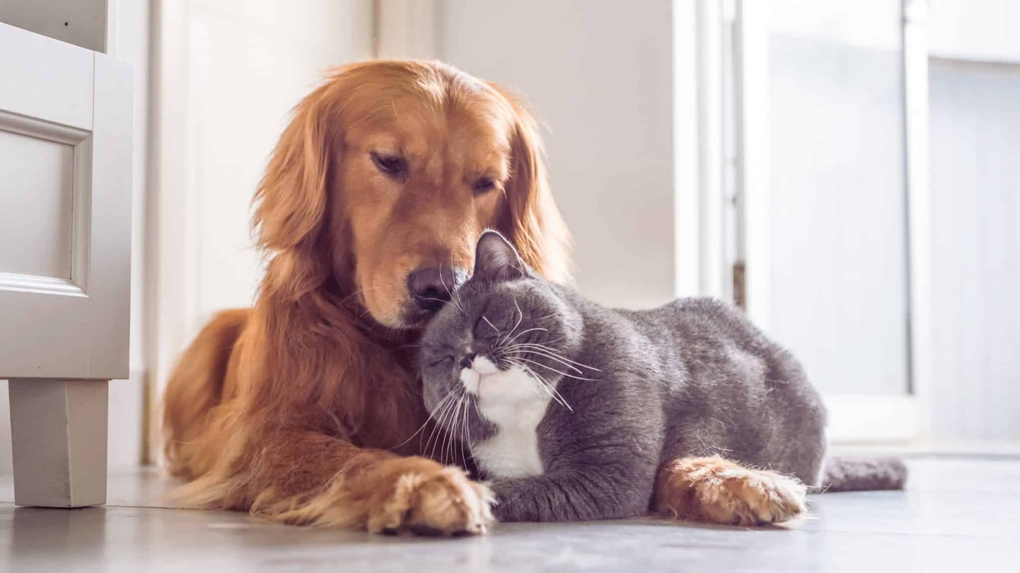 Beste Tierversicherung für Hunde und Katzen - Jetzt Angebot anfordern!