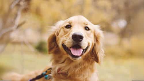 Hund schaut neugierig nach vorn