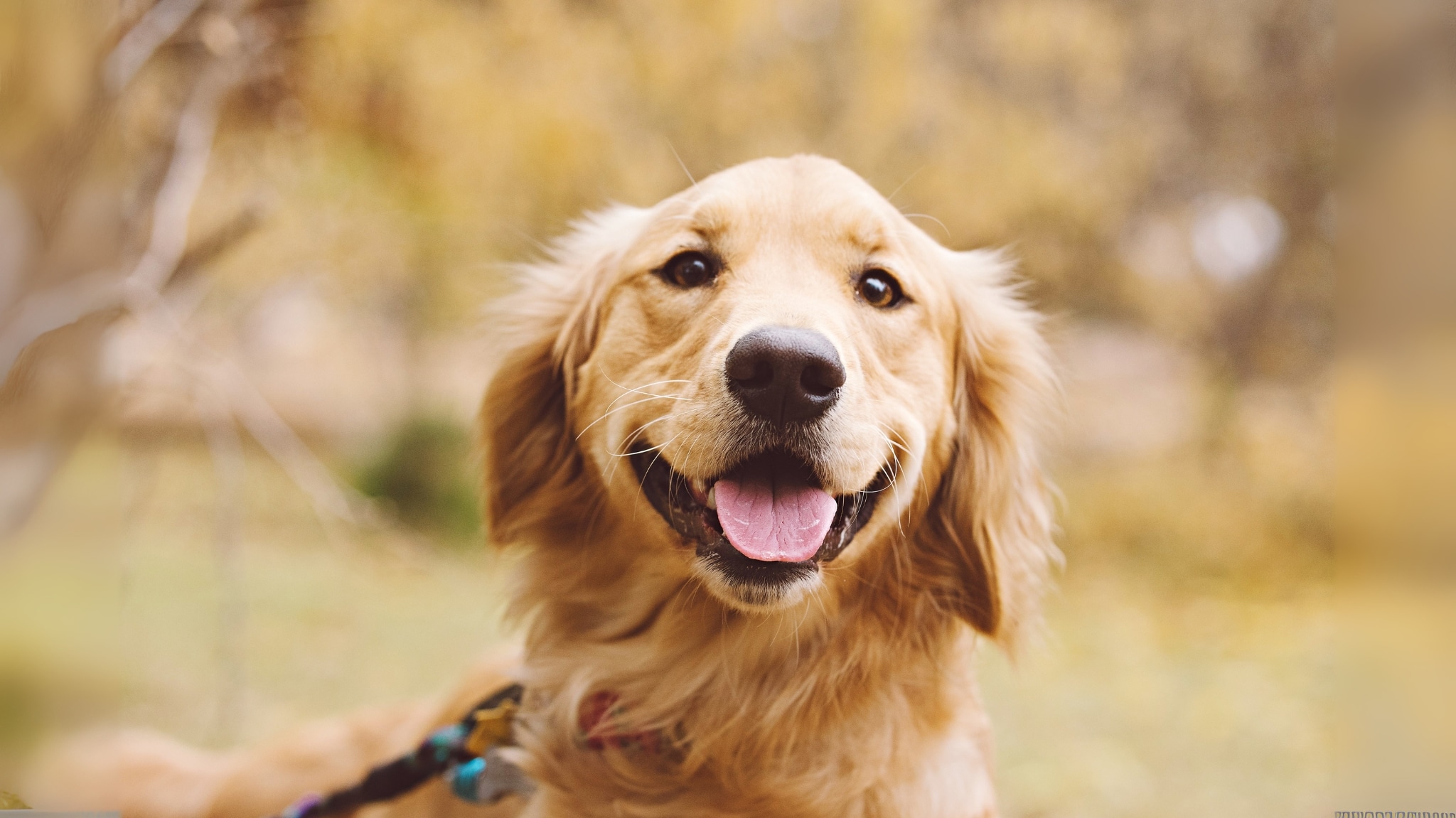 Hund schaut neugierig nach vorn
