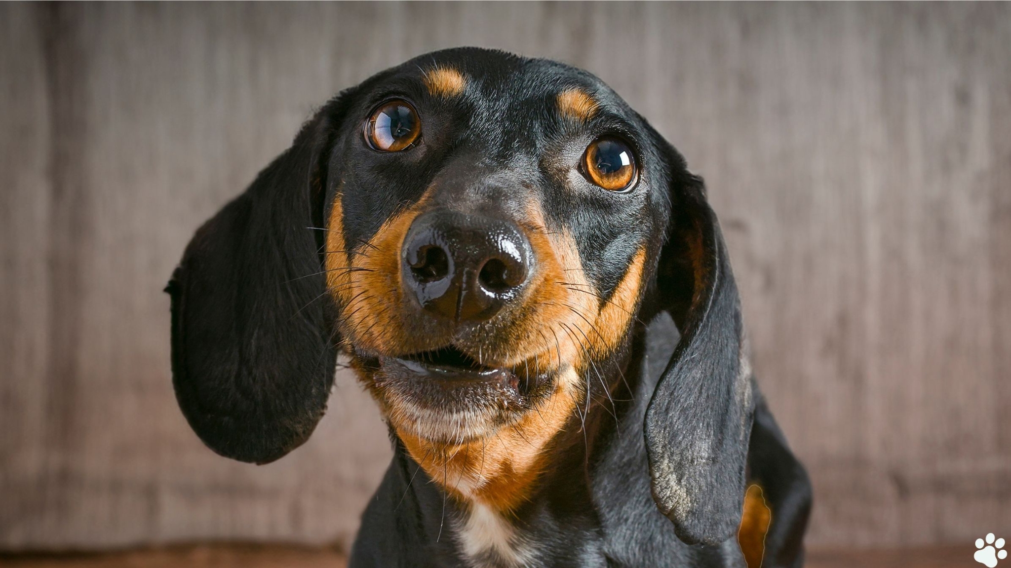 Treu blickender Dackel mit wachem Blick