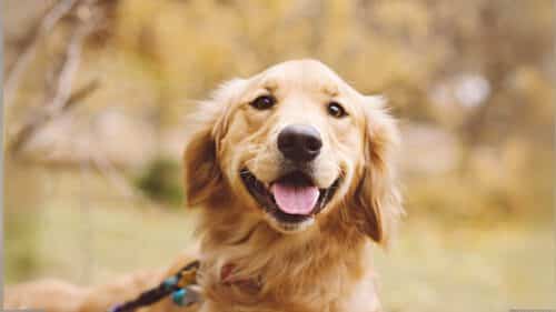 Golden Retriever schaut freundlich in die Kamera