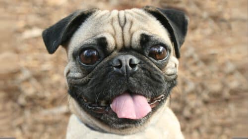 Mops schaut neugierig in die Kamera