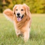 Hund läuft glücklich über grüne Wiese