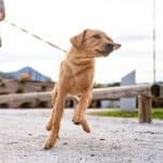 Hund an gespannter Leine