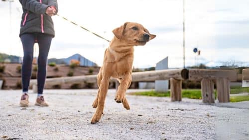 Geschützt durch die Hundehaftpflicht - Hund zieht an der Leine.