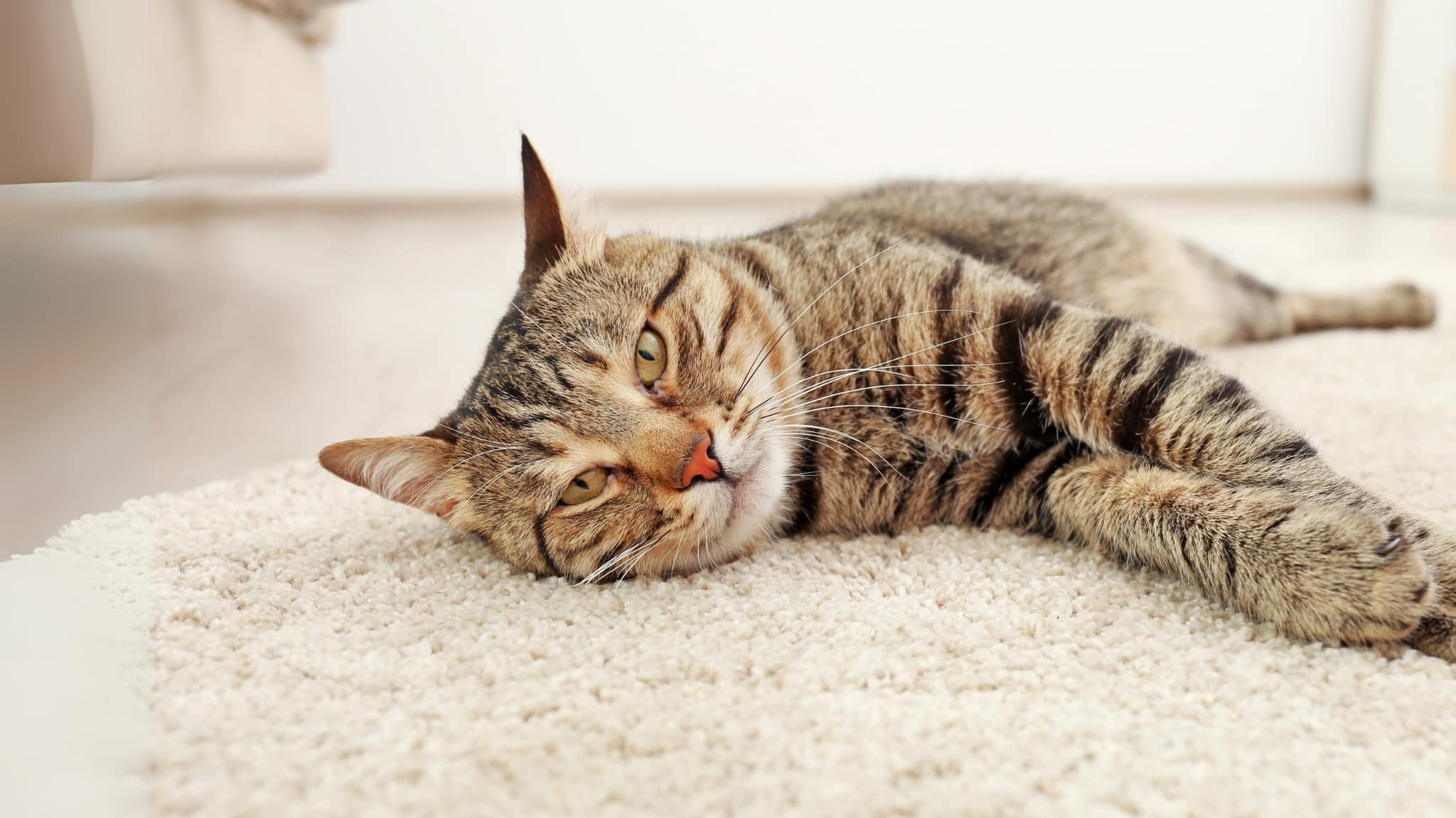 Geschützt durch die Katzenkrankenversicherung - Katze streckt sich zufrieden auf dem Teppich .