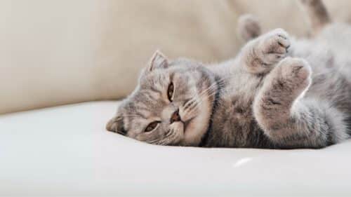 Geschützt durch die Katzen-OP Versicherung - Katze liegt auf dem Rücken auf der Couch.