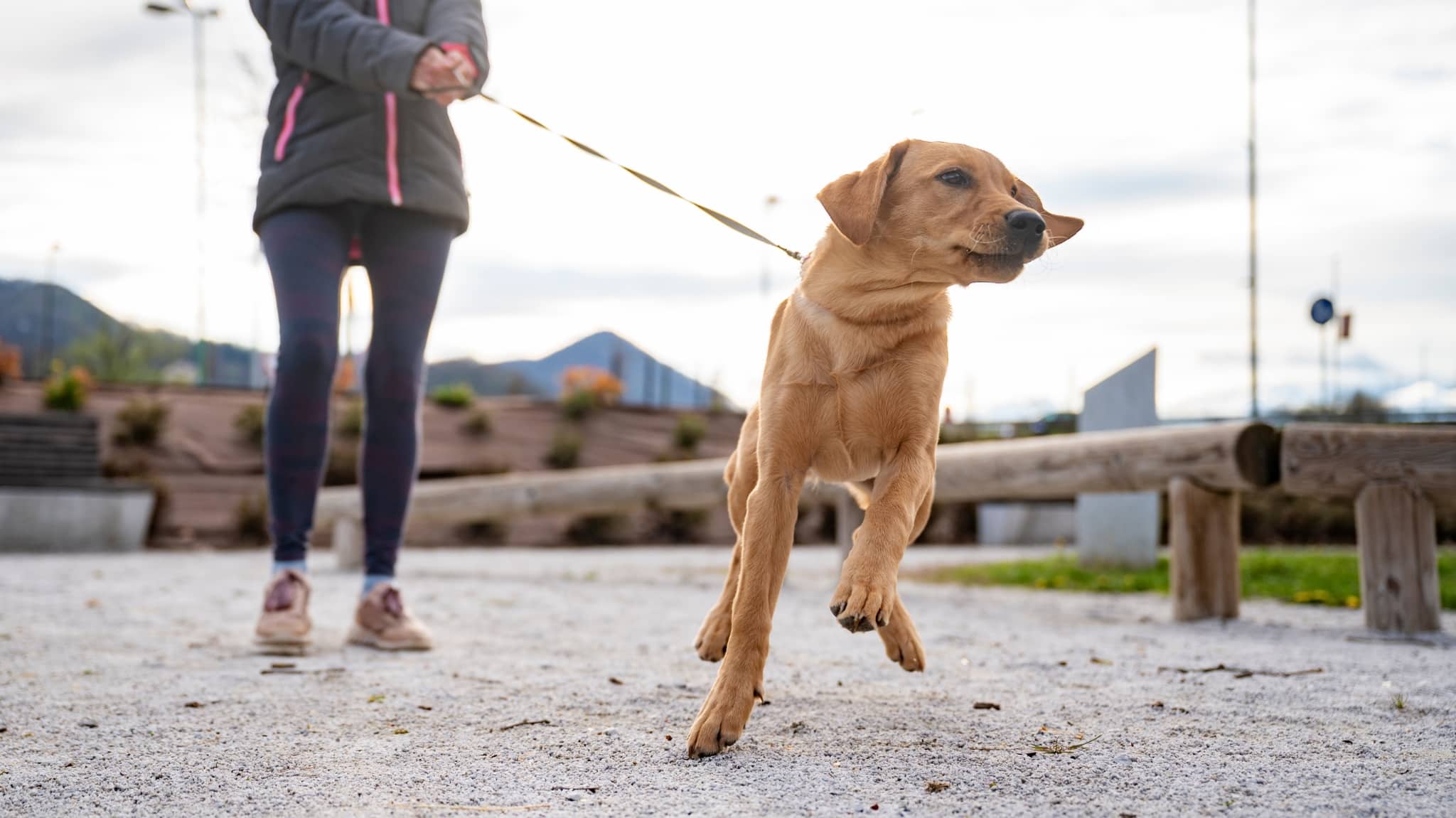 Hund zieht an der Leine auf der Straße