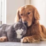 Hund und Katze schmiegen sich an – jetzt Schutz beantragen