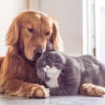 Hund und Katze kuscheln miteinander, entspannt und glücklich.