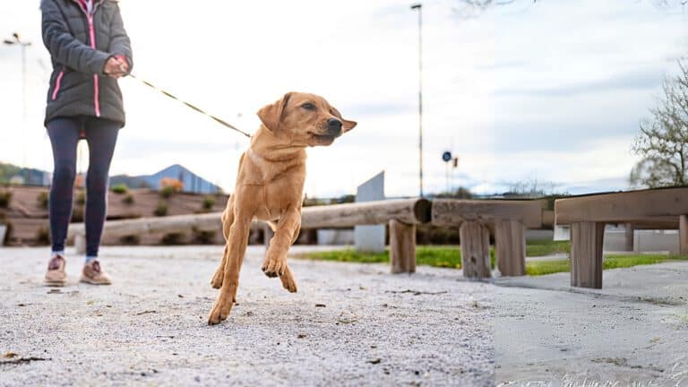 Hund zieht an der Leine auf der Straße