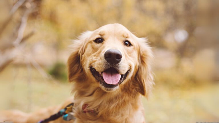 Hund schaut interessiert in die Kamera