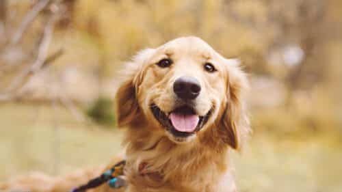 Sitzender Hund schaut neugierig – Informationen zur Hunde-OP Versicherung