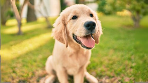 Gesunder Hund sitzt im Gras – Beitragsinformation zur Hundekrankenversicherung