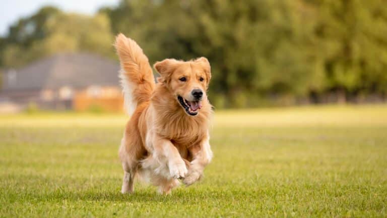 Hund läuft über grüne Wiese