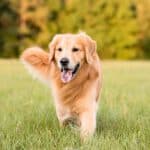 Hund rennt spielerisch über die Wiese