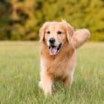 Hund läuft verspielt über die Wiese