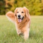 Verspielter Hund auf Wiese – Symbolbild für Hundekrankenversicherung abschließen
