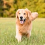 Verspielter Hund auf Wiese ohne Angst – sofort absichern