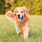 Neugieriger Hund auf grüner Wiese – Aufruf zum Online-Abschluss