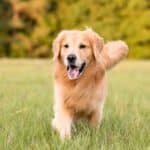 Laufender Hund auf Wiese – Hund jetzt online versichern