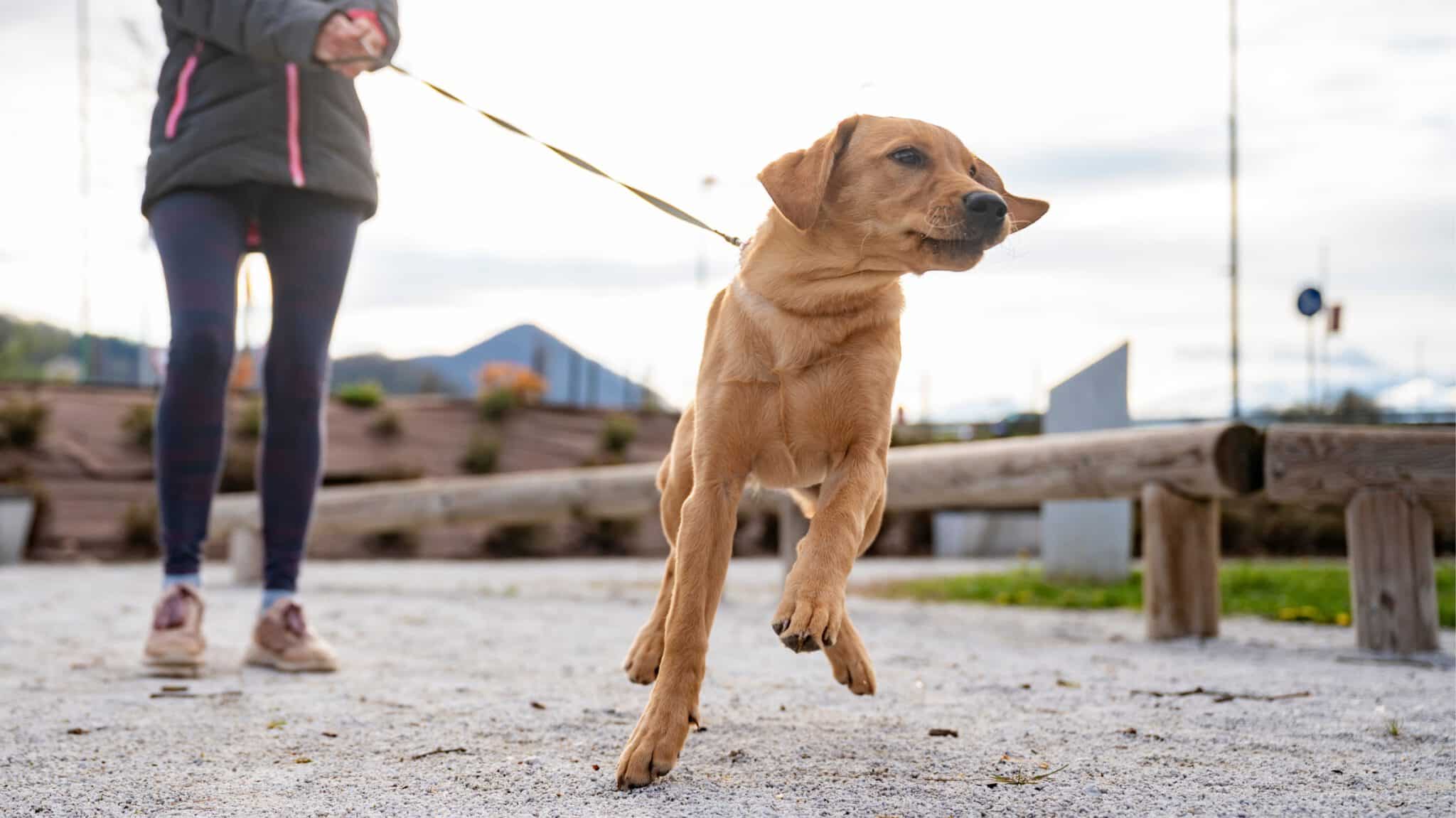 Hund zieht an der Leine – Beispiel für Hundehaftpflicht.