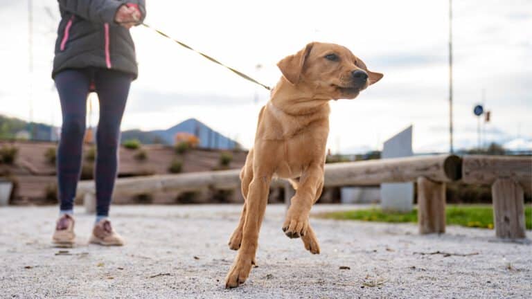 Hund zieht an der Leine – Beispiel für Hundehaftpflicht.