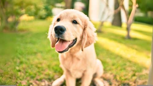 Neugieriger Hund blickt in die Kamera