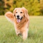 Hund rennt spielerisch, neugierig