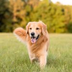 Hund läuft über Wiese – jetzt Hundeversicherung abschließen