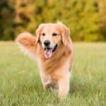 Hund läuft neugierig und spielerisch über eine Wiese – HanseMerkur Hundeversicherung