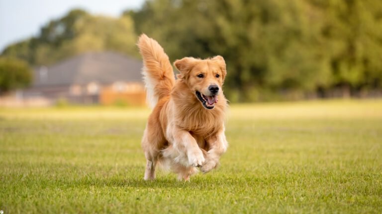 Zufriedener Hund rennt spielerisch über eine grüne Wiese