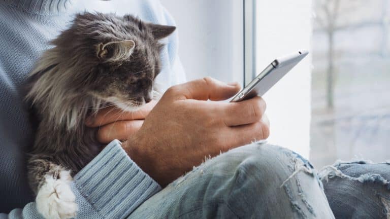 Katze auf dem Schoß, schaut auf Handy