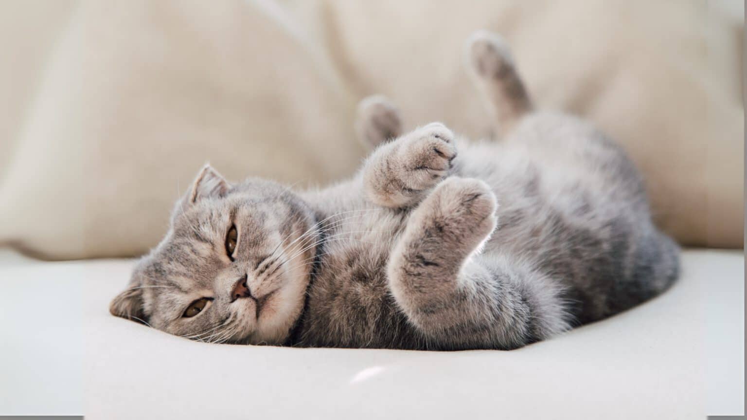 Geschützt durch Katzen-OP Versicherung - Katze liegt entspannt auf Couch, auf dem Rücken