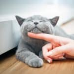 Katze wird am Hals gestreichelt, Augen zu