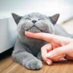 Katze schnurrt zufrieden und gesund - wird gestreichelt.
