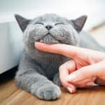 Katze wird am Hals gestreichelt und schnurrt