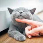 Katze genießt Streicheleinheit – bereit für den Abschluss