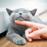 Katze genießt Streicheleinheiten
