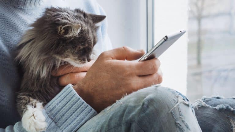 Katze sitzt auf dem Schoß und schaut neugierig aufs Handy