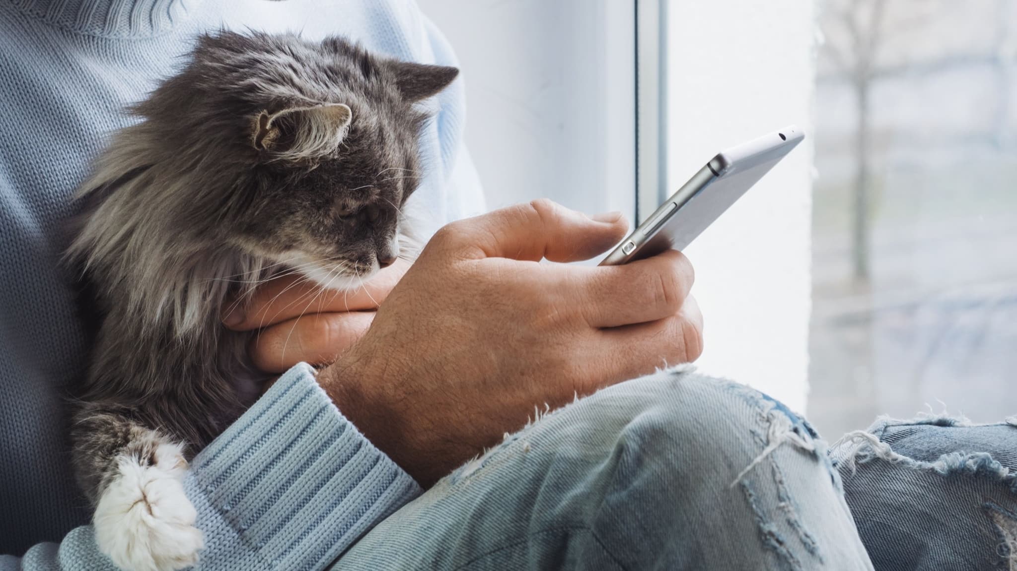 Katze sitzt auf dem Schoß und schaut neugierig aufs Handy