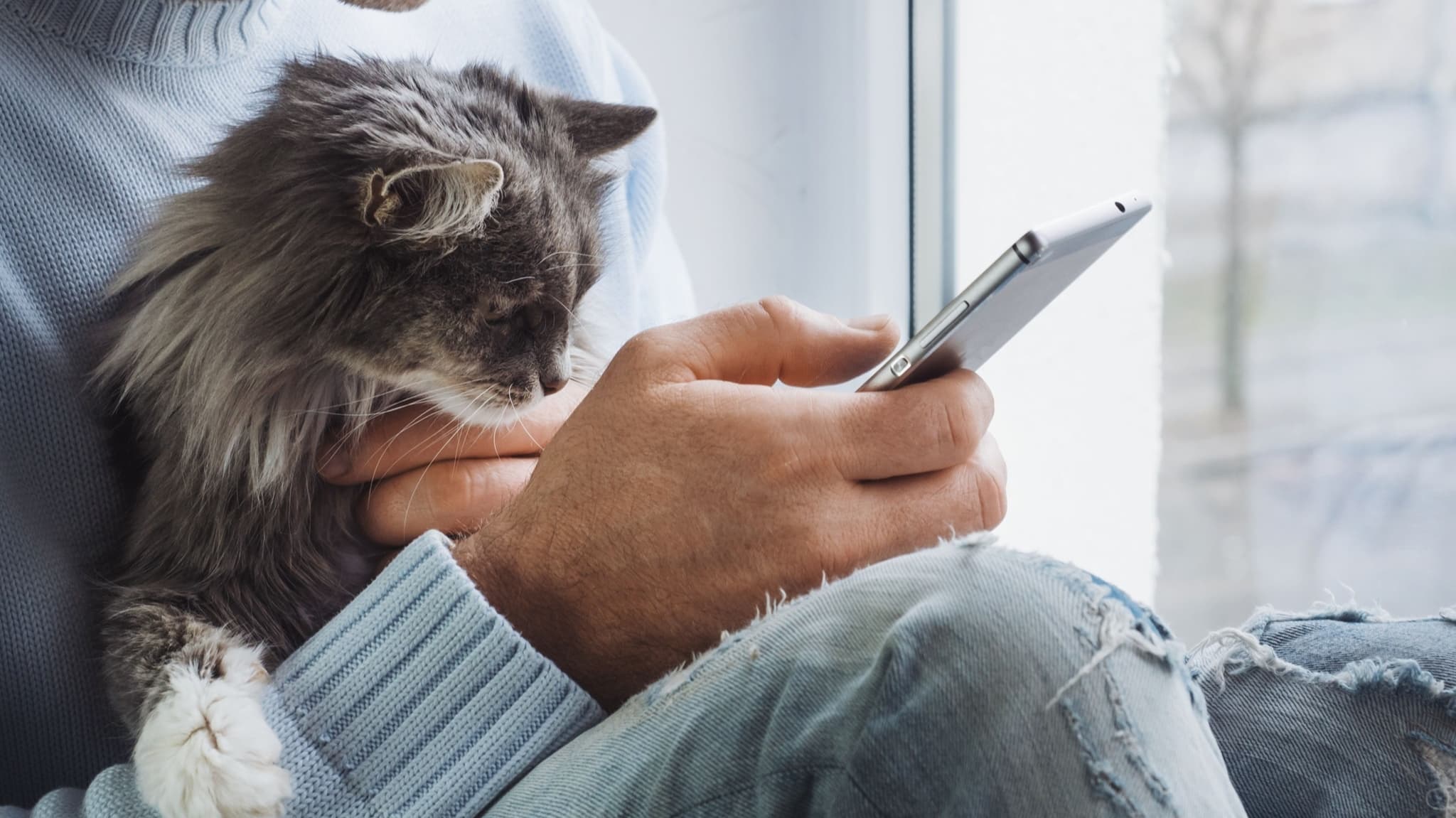 Katze auf dem Schoß, schaut aufs Smartphone