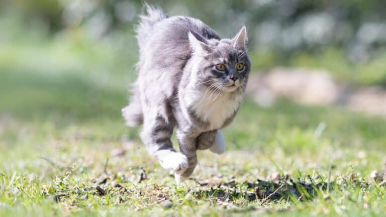 Katze läuft spielerisch auf Wiese