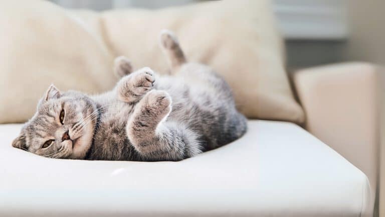 Katze liegt auf dem Rücken auf der Couch.