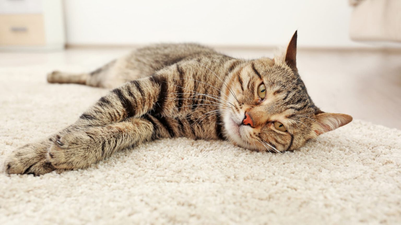 Geschützt durch Katzenkrankenversicherung - Katze auf Teppich, zufrieden & gesund