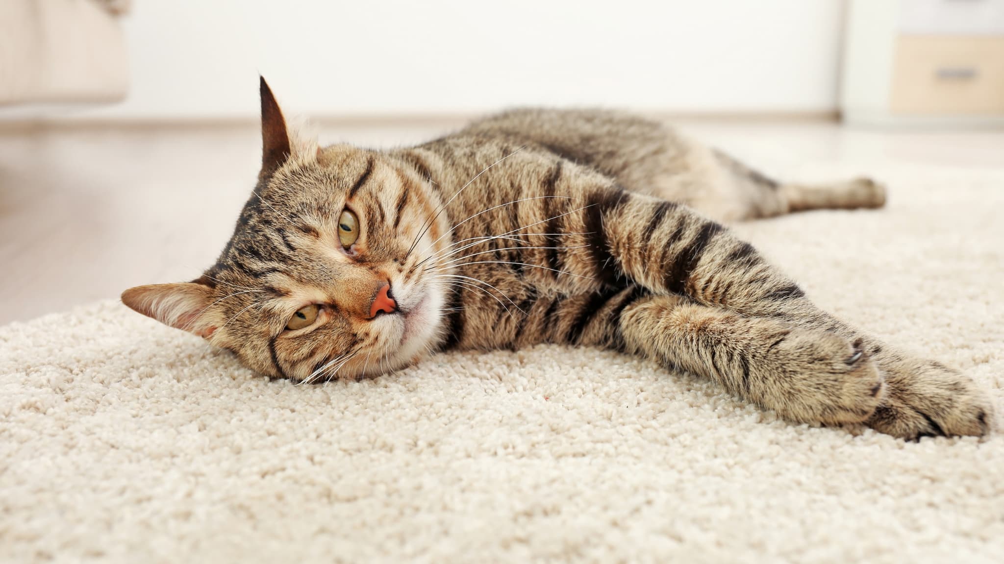 Katze auf Teppich, zufrieden & gesund
